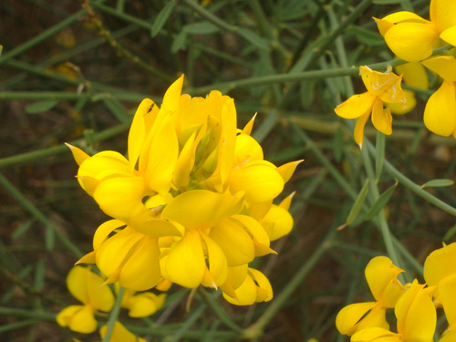 This plant is called Spanish Broom.
